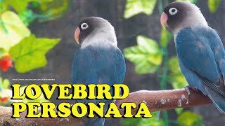 Lovebird Sounds  Blue Personata Duo  December 2022 [upl. by Ennair]