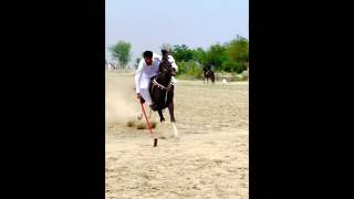 Nazabazi with Mubashar Tiwana beautifulhorses horse pakistan punjab youtube youtubeshorts [upl. by Cyndia]