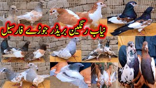 Nayab Rangeen ColorFull Breading Pairs ForSale  Khal Shrazi Sonchera Peshori And Racers Pigeons QS [upl. by Caroline657]