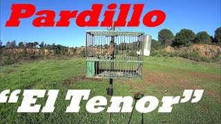 Canto del pardillo el tenor [upl. by Elyssa]