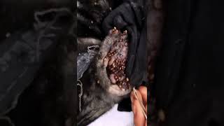 How to Remove All Ticks From Your Dog  How to get rid of tick from dog ear [upl. by Denman]