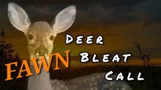 DeerFawn Bleat Call [upl. by Milburt]