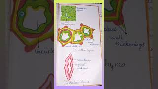 ParenchymaCollenchyma Sclerenchyma diagram biology class9 cbse2023 important [upl. by Hedwig635]