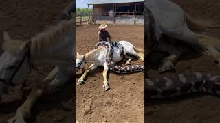 The cowboy is saving his horse from under the python youtubeshorts [upl. by Namwob]