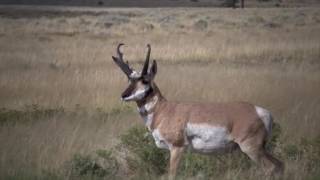 Eastmans Hunting TV  Bowhunting Wyoming Antelope  Outdoor Channel [upl. by Alvera153]