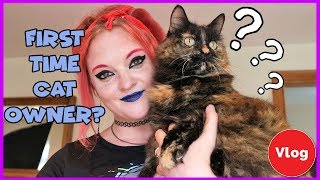 Things You Thought You Knew First Time Cat Owner Guide  Cat Care 101 [upl. by Mauceri93]