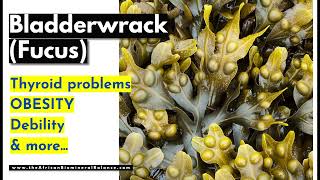 BLADDERWRACK BENEFITS  OBESITY THYROID PROBLEMS DEBILITY etc [upl. by Cristy]