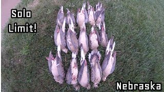 Nebraska Dove Hunt 2018  Decoying Suicidal Doves [upl. by Adneram]