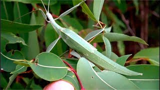 Phasmid  Giant Stick Insect  Leaf Insect  Tropidoderus childrenii [upl. by Horatio]