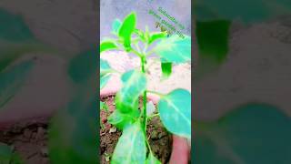 Planted chilli plants ❤️on the terrace how to growchilli at home 😊 gardening shortyoutubeshorts [upl. by Sherrard]