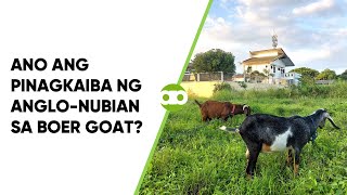 Ano ang Pinagkaiba ng AngloNubian sa Boer Goat [upl. by Noneek]