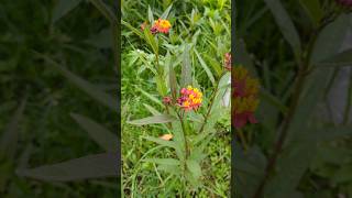 Asclepias curassavica [upl. by Alaine544]