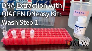 DNA Extraction with QIAGEN DNeasy Kit Wash Step 1 [upl. by Pacien]