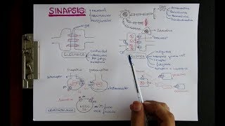 SINAPSIS ELECTRICA Y QUIMICA  NEUROTRANSMISORES [upl. by Nassi]