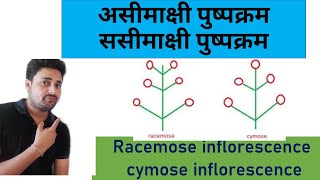 Racemose and cymose inflorescence in hindi  असीमाक्षी और ससीमाक्षी पुष्पक्रम में अंतर समझिये [upl. by Etnud]