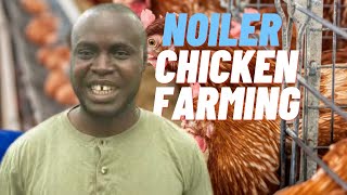 Noiler Chickens Farming Care of your Noiler Chickens [upl. by Neuburger]