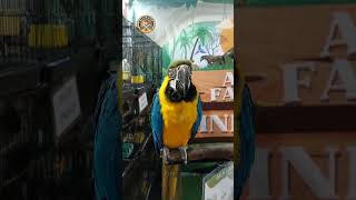 MACAW  SUPREMO eXo Pet supremoexopet supremo [upl. by Pascia]