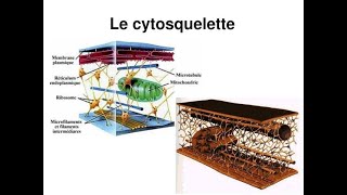 Le cours de quotcytosquelette quotpour les premières années SNV Tronc commun [upl. by Eelyram]