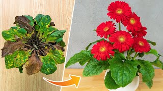 Tips to revive gerbera plants  How to grow and care for gerbera plants [upl. by Yrkcaz]