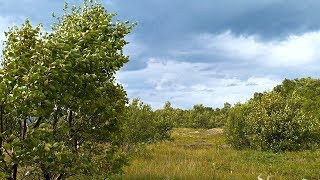 Nature sound of wind blowing in the trees on a cloudy day [upl. by Ambie]