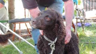 Murray River Curly Coated Retriever Victorian Meet 2013 [upl. by Dorej]