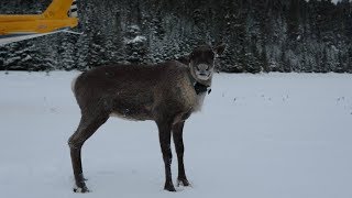 Caribou airlifted to new island home in wake of wolf predation [upl. by Naves]