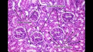 Nephron Histology [upl. by Drageruaeb]