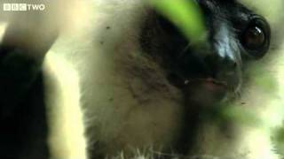 Rare Footage Of Endangered Silky Sifakas  Madagascar Lost Worlds Preview  BBC Two [upl. by Nel]