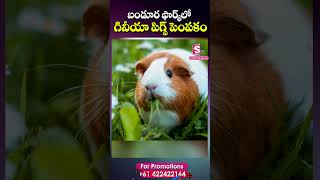 Guinea Pigs in Bandoora Park Farm Australia  Guinea Pigs Benifits  SumanTV Australia [upl. by Yeorgi582]