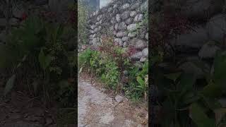 stone wall shortviral [upl. by Leamse]