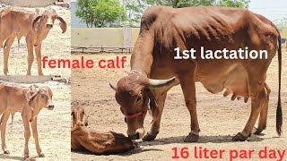 pure gir cow for sell  💫 gir cow new video 💫 👉 desi gir cow farming in india 👈 9414745465 [upl. by Virge]