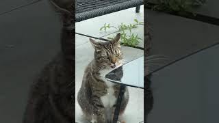 Cat With Amusing Expression Laps Up Water Accumulated on Table  1509272 [upl. by Dloniger338]