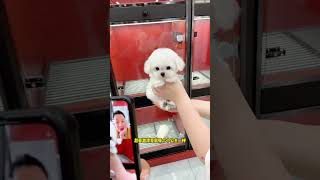 Help the mother in Wuhan Hubei Province to see a Bichon Frize She is wellbehaved and clingy Her [upl. by Nolasba]