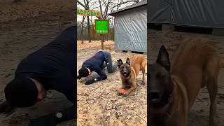 🥰Fun 🐕dog💯 trainingmalinois becgiegermanshepherd doglove pets dog dogtraining [upl. by Rhys]