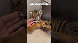 This orphaned baby tiger was adopted by a man and then this happened animalshorts tiger [upl. by Burnsed]