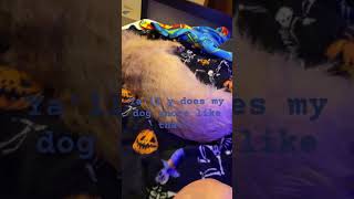 My dog snores weird snoring weird snoring dog [upl. by Alex]