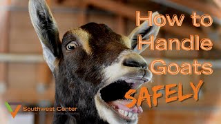 How to Handle Goats [upl. by Aihsenod]