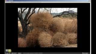 Salsola tragus  Russian Tumbleweed Pt 1 of 2 [upl. by Luna]