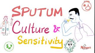 Sputum Culture and Sensitivity  Sputum Sample  Labs 🧪 [upl. by Pentheam]