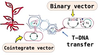 Plant cloning vectors  Disarmed Ti plasmid Cointegrate vectors Binary vectors  T DNA transfer [upl. by Avik]