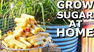 How to Grow a TON of Sugarcane amp Why Its GOOD For You [upl. by Loella]