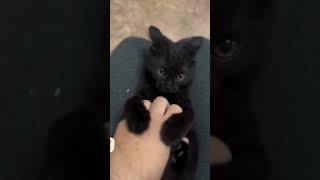 Fun With the Cat 😺  My cute little cat playing with me facts 2millonviews animalfacts facts [upl. by Kathryne101]