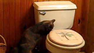 Cat flushing toilet [upl. by Dannon]