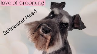 Grooming a Miniature Schnauzers Head [upl. by Ahsitam184]