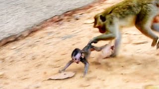 Mother Monkey Kills Her Baby [upl. by Anekam313]