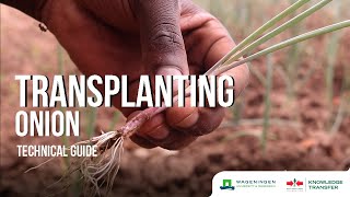 Transplanting – Transplanting Onion [upl. by Ahsap]