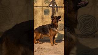 Gsd female black and tane color ytshorts dogbreed trending doglover jarmansafed shorts dog [upl. by Haianeb588]