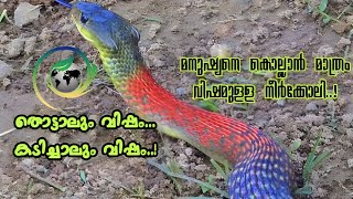 RedNecked Keelback Venomous amp Poisonous തൊട്ടാലും കടിച്ചാലും വിഷം [upl. by Jauch]