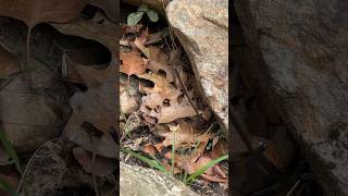 CopperheadWorld’s Best Camouflage [upl. by Roque]