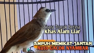 Trucuk Betina Memanggil Jantan Suara Pikat Ampuh untuk Terapi trucukan Gacor Malas Ropel rajin bunyi [upl. by Emmit]